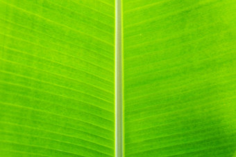 绿色香蕉叶热带棕榈树叶纹理背景