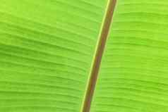 绿色香蕉叶热带棕榈树叶纹理背景
