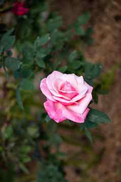 美丽的粉红色的玫瑰玫瑰花园夏天花园