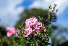 美丽的粉红色的玫瑰玫瑰花园夏天花园
