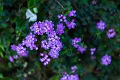 美丽的紫色的许多优秀马樱丹属卡马拉花盛开的花园