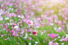 粉红色的花宇宙布鲁姆漂亮的花园