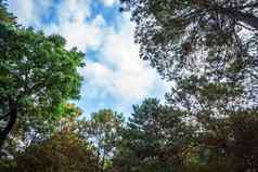 美丽的落叶松森林夏天树松森林绿色山自然小道蓝色的天空白色云