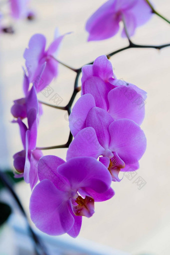 室内植物紫色的兰<strong>花花</strong>背景窗口