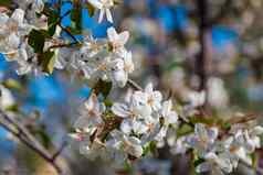 盛开的野生苹果树粉红色的白色花