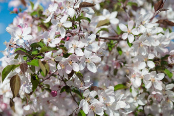 盛开的野生苹果树粉红色的白色花