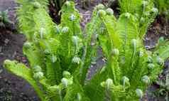 卷发年轻的绿色蕨类植物芽植物自然春天季节生活绿色卷发