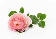 盛开的粉红色的玫瑰巴德绿色叶子白色背景美丽的花