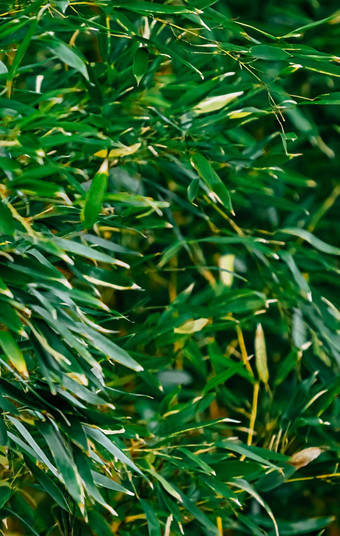 热带竹子背景新鲜的叶子树自然生态环境概念