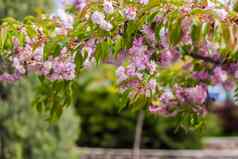 春天樱桃花朵粉红色的花布鲁姆李属serrulatakanzan’日本樱桃完整的布鲁姆