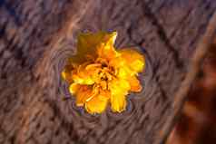 宏拍摄中国棣棠属粳稻pleniflora花孤立的水黄色的日本玫瑰关闭