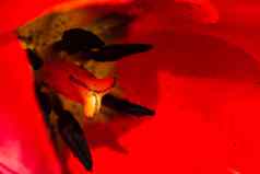 宏拍摄红色的郁金香孤立的郁金香雄蕊关闭细节红色的郁金香花