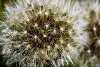 关闭照片宏拍摄细节<strong>蒲公英</strong>花孤立的