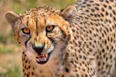 猎豹野生动物储备南非洲