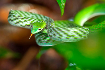 绿色他来了蛇sinharaja国家公园雨森林斯里兰卡斯里兰卡