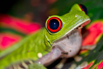 红眼的树青蛙基督山国家公园科斯塔黎加
