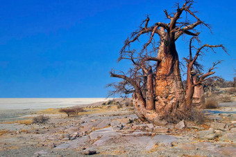 BaobabMakgadikgadi锅国家公园博茨瓦纳