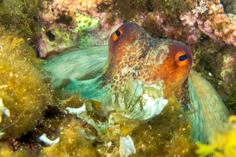 常见的章鱼下士<strong>应对</strong>puntas的卡内格雷自然公园西班牙