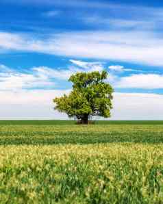 绿色场孤独的树蓝色的天空春天孤独的树绿色场