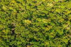 空中前视图森林树热带雨林生态系统健康的环境概念背景纹理绿色树森林视图