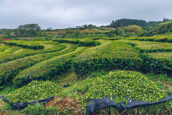 茶种植园港口formoso令人惊异的景观杰出的自然美亚速尔葡萄牙欧洲茶种植园北海岸为什么米格尔岛亚速尔葡萄牙