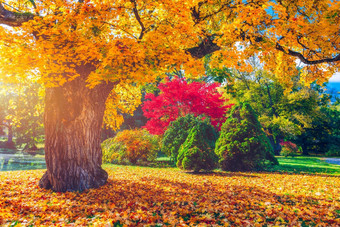 金秋天场景公园下降叶子太阳闪亮的树蓝色的天空色彩斑斓的树叶公园下降叶子自然背景
