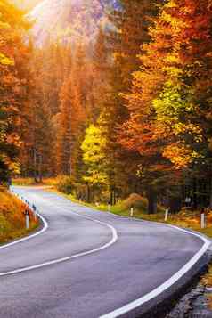 视图绕组路沥青道路意大利阿尔卑斯山脉南提洛尔秋天季节秋天场景弯曲的路黄色的落叶松国阿尔卑斯森林白云石阿尔卑斯山脉意大利