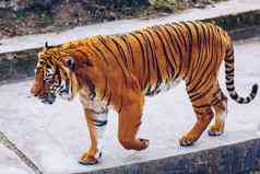 苏门答腊老虎豹属tigris苏门答腊布拉格动物园老虎布拉格动物园肖像老虎布拉格动物园捷克共和国