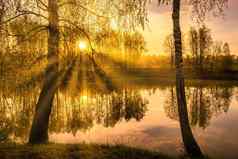 日出池塘桦树海岸春天早....太阳射线打破树