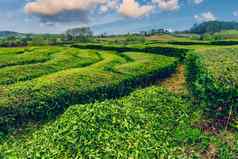 茶种植园港口formoso令人惊异的景观杰出的自然美亚速尔葡萄牙欧洲茶种植园北海岸为什么米格尔岛亚速尔葡萄牙