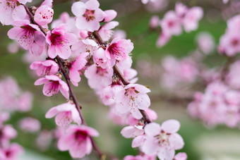 开花樱桃蓝色的天空樱桃<strong>花朵</strong>春天<strong>背景</strong>开花樱桃树春天春天樱桃<strong>花朵</strong>粉红色的花