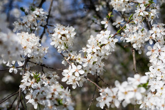 <strong>春天</strong>边境背景开花特写镜头摘要花<strong>春天</strong>背景花朵模糊自然背景<strong>春天</strong>花<strong>春天</strong>背景散景