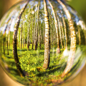 桦木森林反映了水晶球
