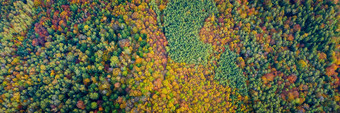 空中无人机视图秋天森林色彩斑斓的树木秋天森林空中无人机视图秋天背景空中无人机视图美丽的森林景观秋天树