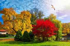 秋天场景秋天红色的黄色的树叶子太阳光美丽的秋天景观黄色的树太阳色彩斑斓的树叶公园下降叶子自然背景