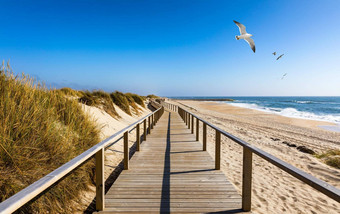 木路径科斯塔新星除唤作葡萄牙沙子沙丘海洋视图海鸥飞行沙滩上巴拉木人行桥科斯塔新星海滩阳光明媚的一天唤作葡萄牙