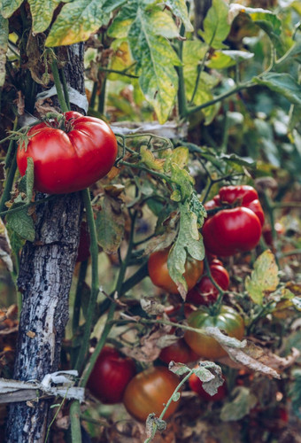 红色的绿色西红柿成长树枝夏天成熟的自然西红柿日益增长的分支温室成熟的花园有机西红柿准备好了挑选