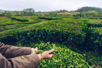 茶种植园港口formoso令人惊异的景观杰出的自然美亚速尔葡萄牙欧洲茶种植园北海岸为什么米格尔岛亚速尔葡萄牙