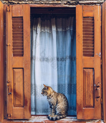猫休息窗台上前面开放岁的木窗口开放百叶窗画典型的希腊橙色颜色窗口白色房子猫坐着百叶窗
