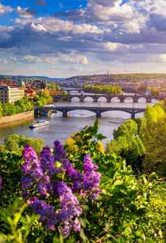 令人惊异的春天城市景观伏尔塔瓦河河城市中心色彩斑斓的淡紫色盛开的是公园布拉格czechia盛开的布什淡紫色伏尔塔瓦河河查尔斯桥布拉格czechia