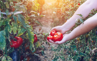 农民手新鲜收获西红柿新鲜收获西红柿手年轻的女孩手持有有机绿色自然健康的食物女人手持有西红柿