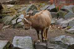 美丽的山山羊石头动物公园