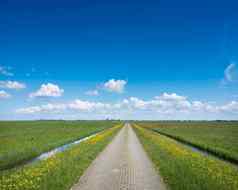 砖国家路野生黄色的花蓝色的天空荷兰