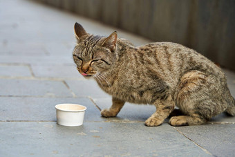 街猫吃小纸碗帮助街动物