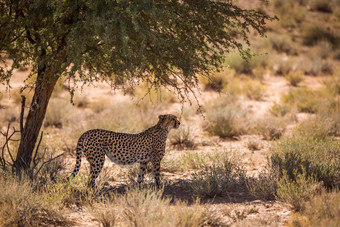 猎豹卡加拉加迪在国外做的<strong>公园</strong>南非洲