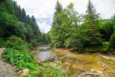 小河流山森林纯自然风景