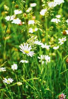 黛西场夏天绿色草盛开的花洋甘菊草地春天自然花背景植物花园生态环境