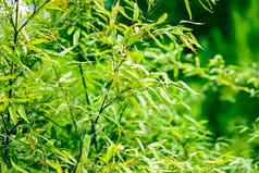 绿色竹子背景新鲜的叶子树自然生态环境概念