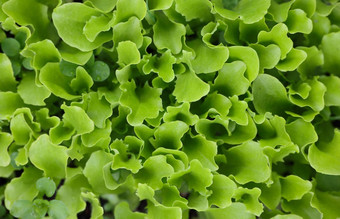 绿色生菜叶子日益增长的花园床上