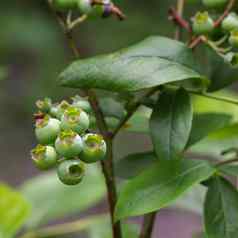 新鲜的绿色蓝莓浆果日益增长的花园